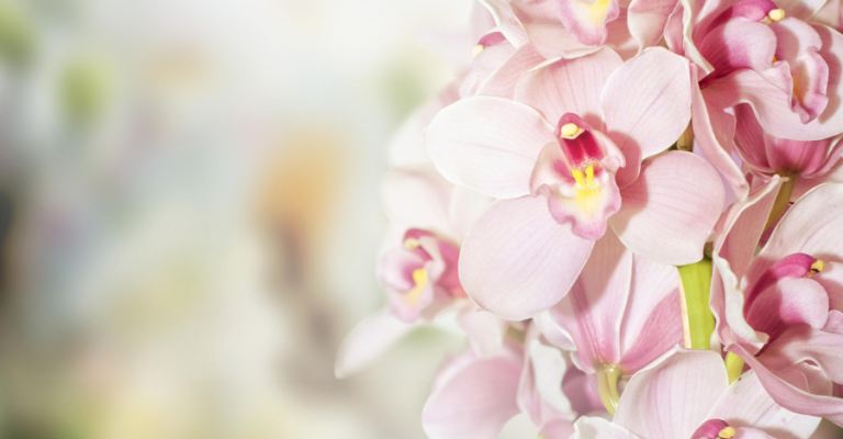 BJU-orchideen