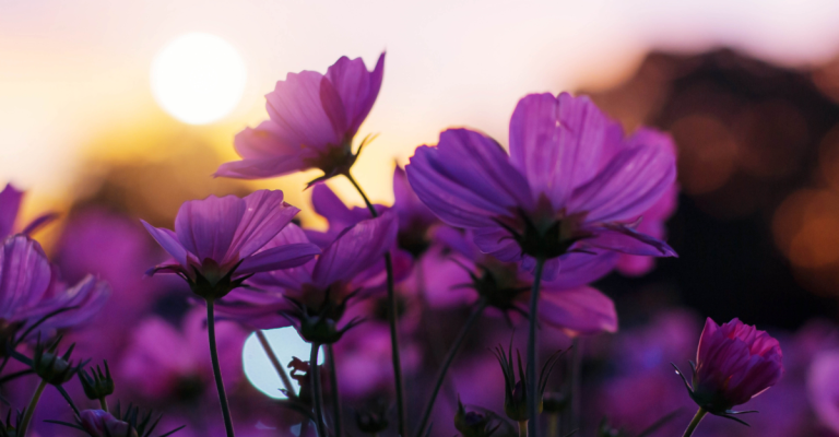backgrounds-condoleance-10