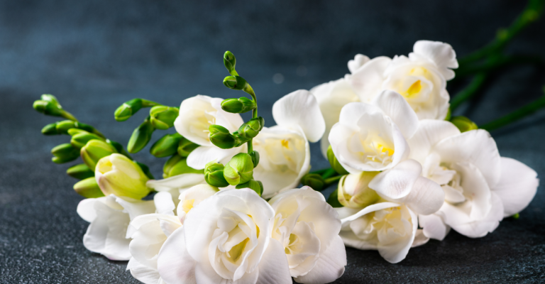 backgrounds-condoleance-4