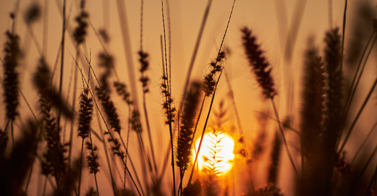 backgrounds-condoleance-6