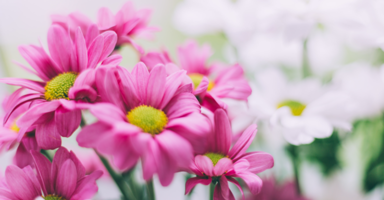 backgrounds-condoleance-9