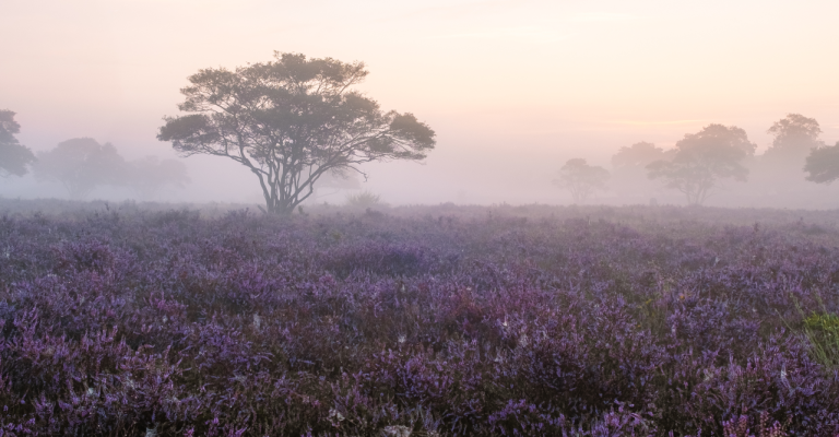 bju-heide