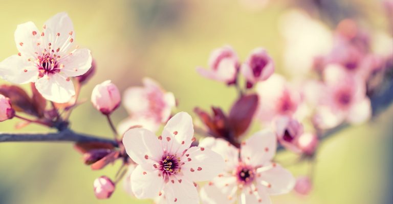 Sakura. Branches of cherry blossoms