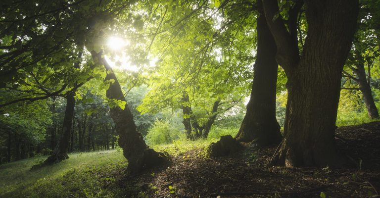 green summer natural landscape with sun and trees