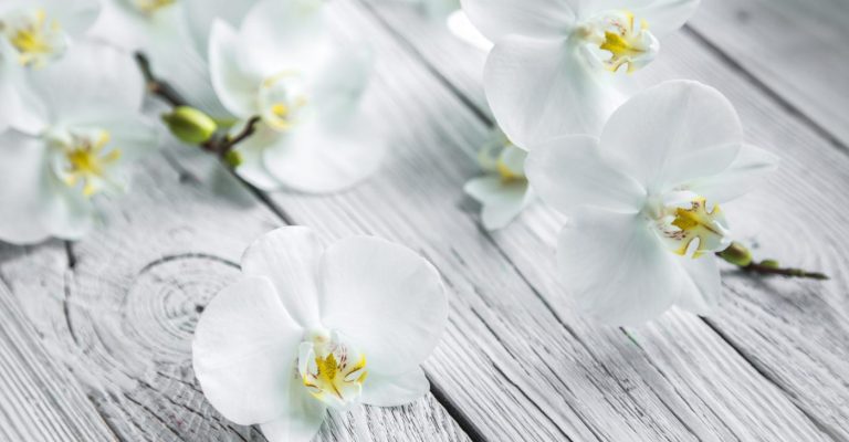White Orchid on light wooden background ,concept flowers